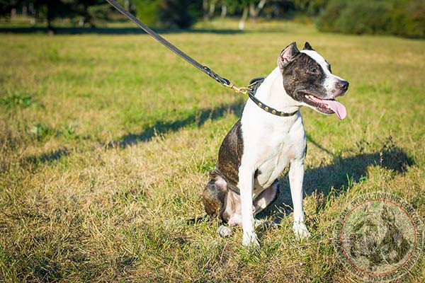 Pitbull leather leash with reliable hardware for better comfort