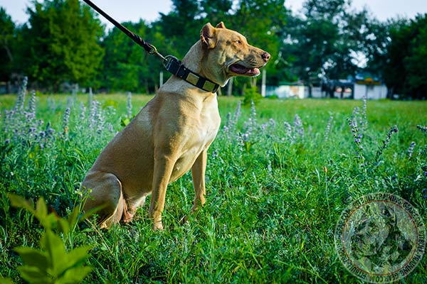 Pitbull leather leash of genuine materials with brass plated hardware for quality control