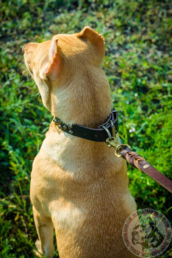 Pitbull leather leash with rustless brass plated hardware for walking