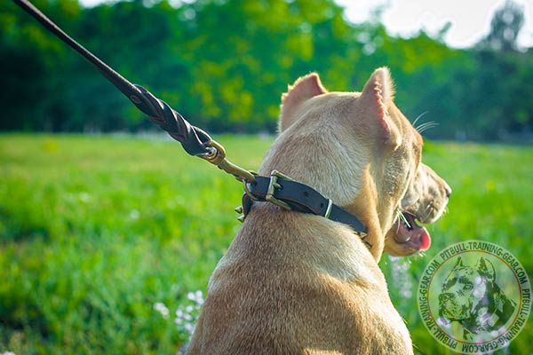 Pitbull leather leash of high quality with brass plated hardware for daily activity