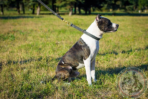 Pitbull leather leash with duly riveted hardware for police work