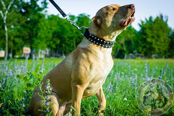 Pitbull nylon leash with reliable nickel plated hardware for perfect control