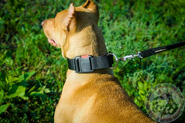Pitbull nylon leash of classic design with handle for daily walks