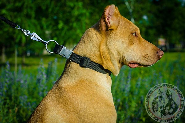 Pitbull nylon leash padded handle for basic training