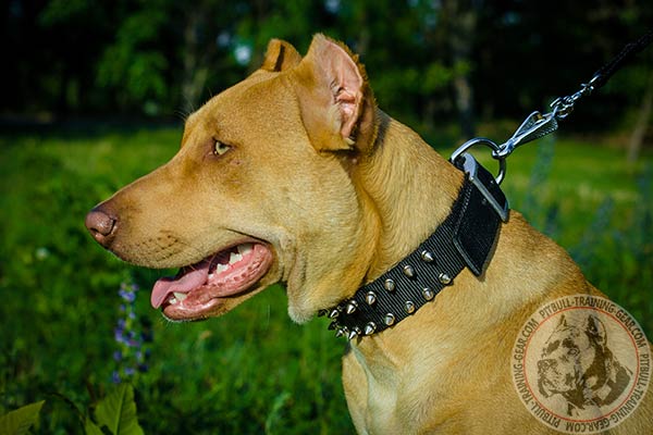 Pitbull nylon leash of lightweight material with nickel plated hardware for better comfort