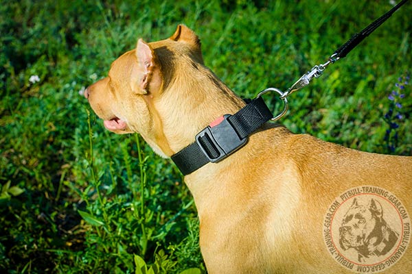 Pitbull nylon leash of lightweight material with handle for walking