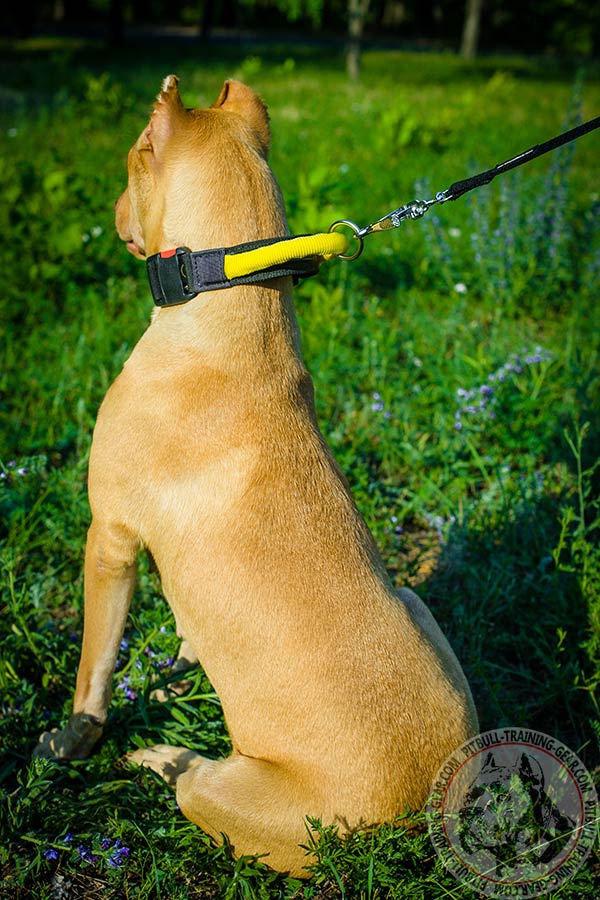 Pitbull nylon leash Nappa padded handle for safe walking