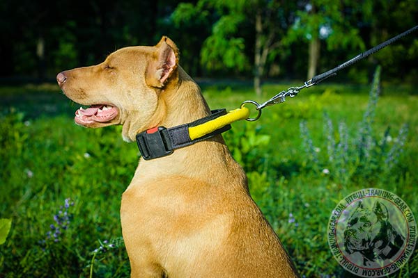 Pitbull nylon leash Nappa padded handle for improved control