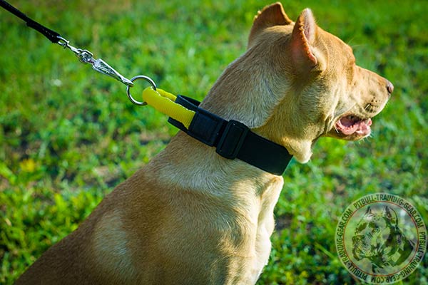 Pitbull nylon leash padded with Nappa leather handle for quality control
