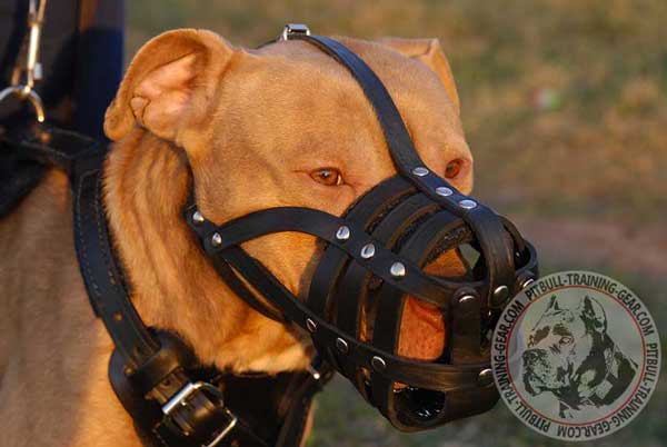 American Pitbull Muzzle Walking Light