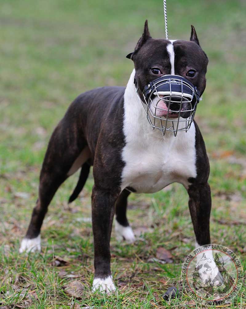 Buy Adjustable Wire Basket Pitbull Muzzle Dog Training Gear
