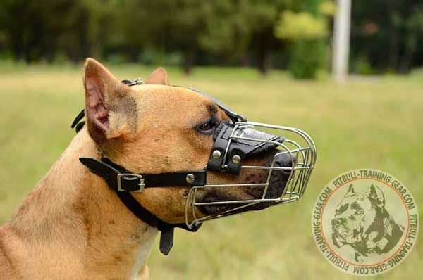 American Pitbull Muzzle with Good Air Flow