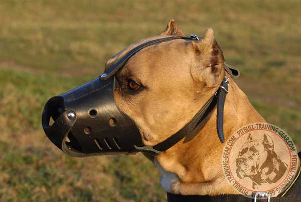 American Pitbull Muzzle Anti-Barking Training