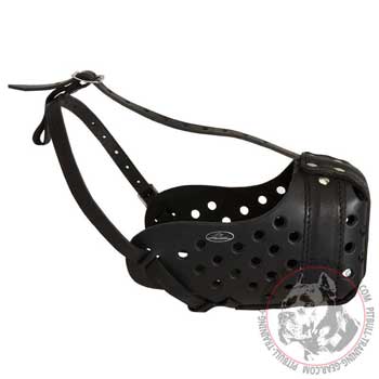 American Pitbull muzzle for attack training