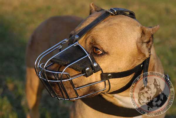 Cage Muzzle for Pitbull with Optimal Comfort