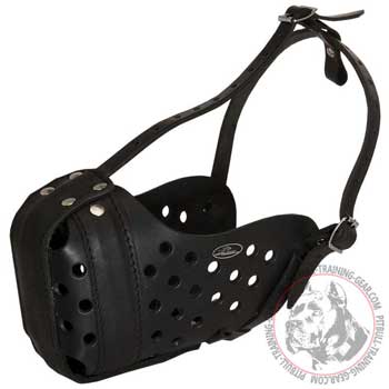 Leather Pitbull muzzle extremely comfortable for enjoyable walking