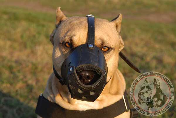 Leather Pitbull Muzzle with Felt Padding