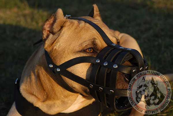 Leather Muzzle for Pitbull with Nose Padding