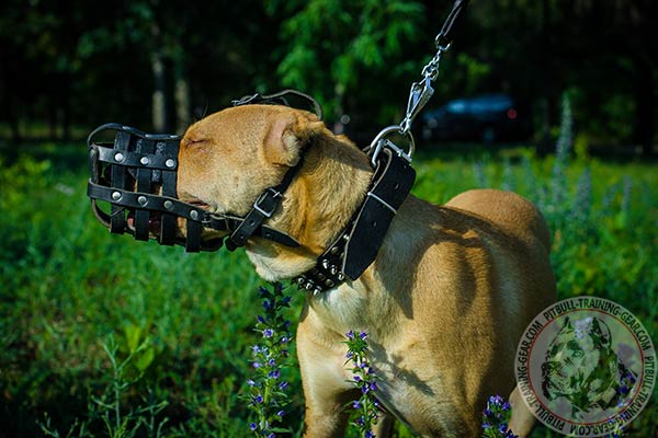 Pitbull leather basket muzzle felt padded with nickel plated fittings for improved control