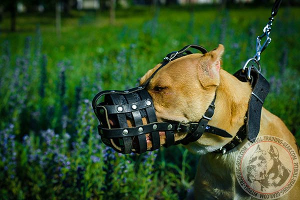 Pitbull leather basket muzzle for air circulation with traditional buckle for walking