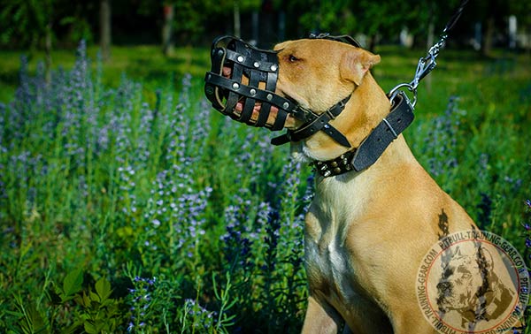 Pitbull leather basket muzzle free breathing with riveted hardware for daily activity