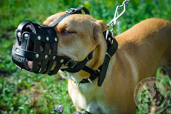 Pitbull leather basket muzzle well ventilated with riveted fittings   for professional use