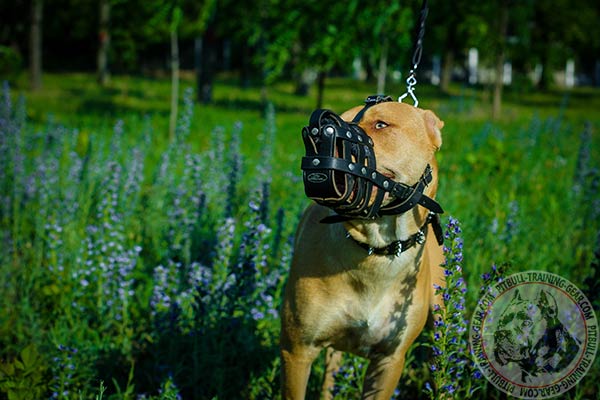 Pitbull leather basket muzzle ventilated with nickel plated hardware for quality control