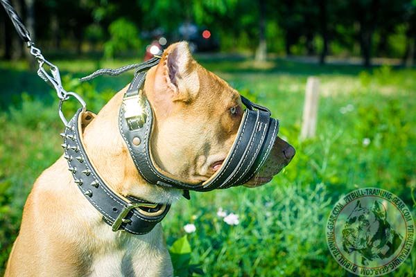 Pitbull leather muzzle of genuine materials with riveted fittings   for daily activity