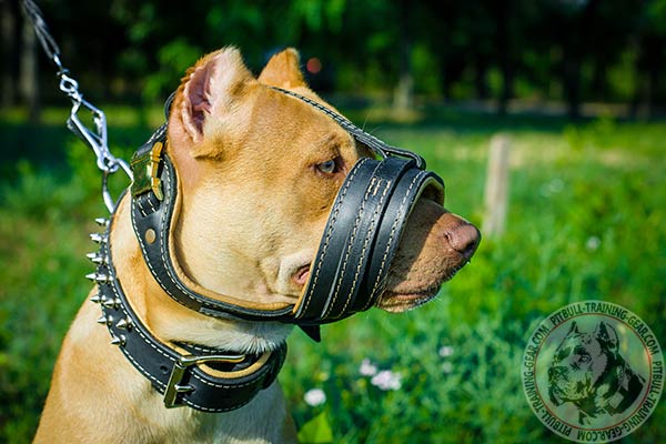 Pitbull leather muzzle free breathing with riveted hardware for quality control