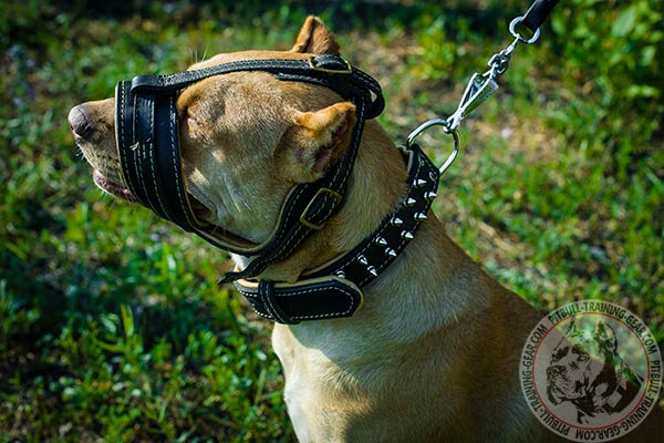 Pitbull leather muzzle adjustable  with brass plated hardware for daily walks