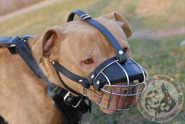 Pitbull Muzzle Basket Padded with Heavy Felt