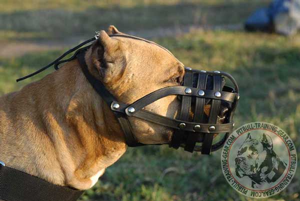 Pitbull Muzzle Extra Durable for Regular Wear