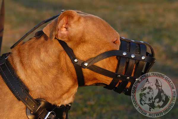 Pitbull Muzzle Handmade Adjustable Leather Basket