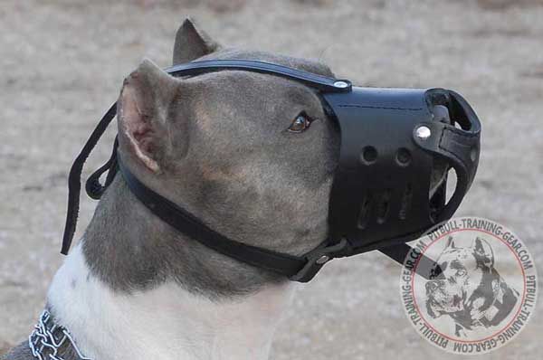 Pitbull Muzzle Leather with Adjustable Straps