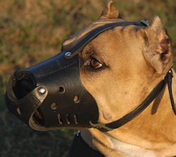 Handmade Anti-Barking Leather Dog Muzzle for American Pit Bull Terrier customer feedback