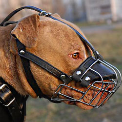 American Pit Bull Terrier Big Wire Basket dog muzzle