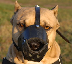High quality Dog Muzzle for American Pit Bull Terrier customer feedback