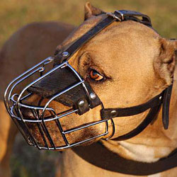 American Pit Bull Terrier Wire Basket dog muzzle