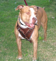 Pit bull harness