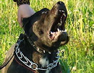 Herm Sprenger Pitbull Pinch Collar for Walking and Training